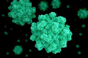 Norovirus